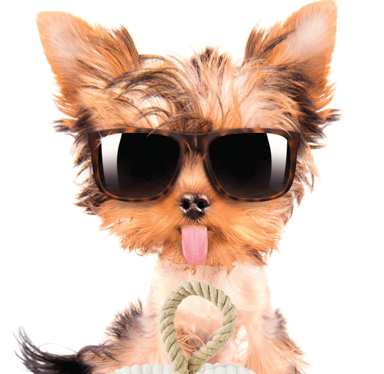 Dexter's Pet Boutique