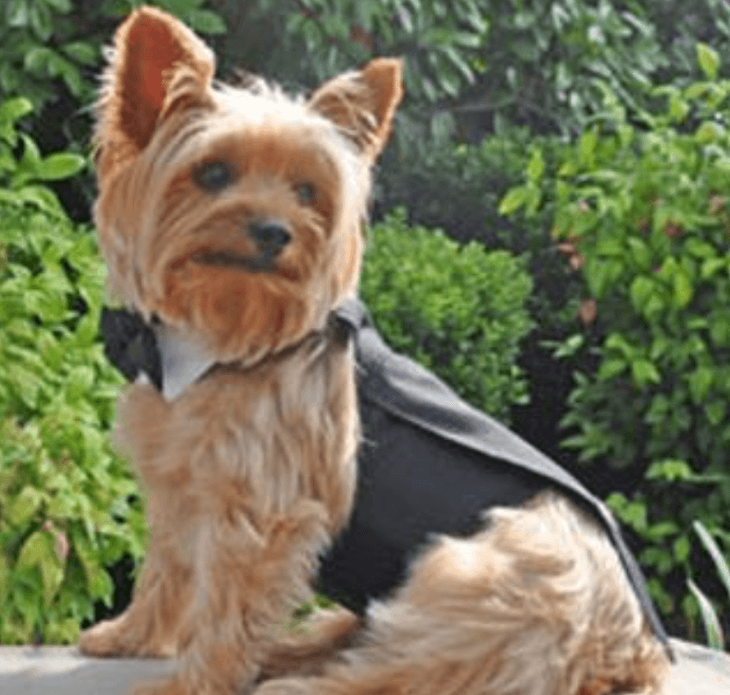 Dexter's Pet Boutique