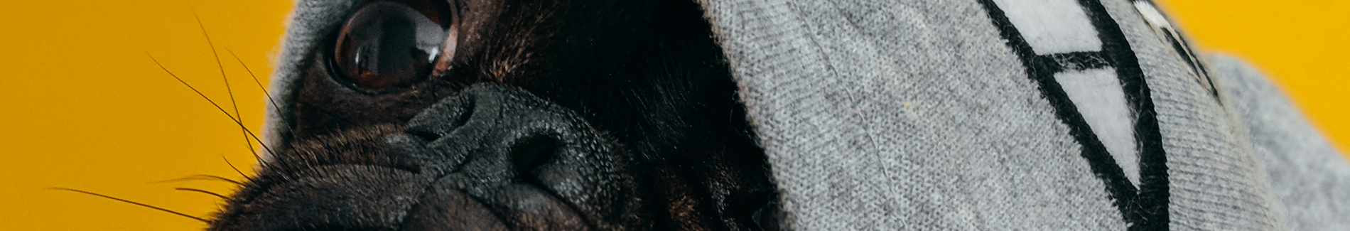 Dexter's Pet Boutique