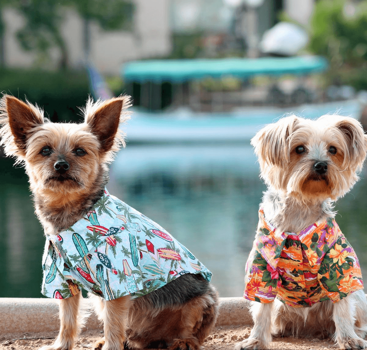 Dexter's Pet Boutique 