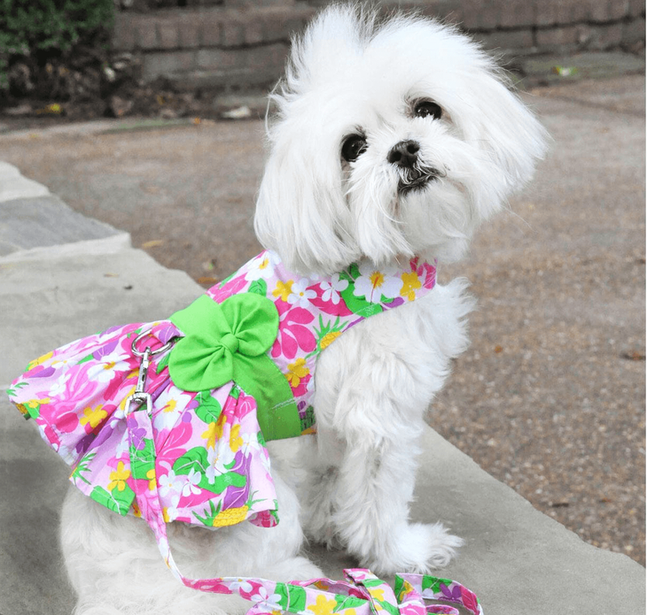 Dexter's Pet Boutique