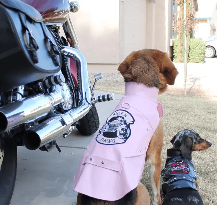 Dexter's Pet Boutique 