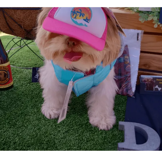 Dexter's Pet Boutique