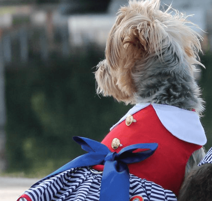 Dexter's Pet Boutique