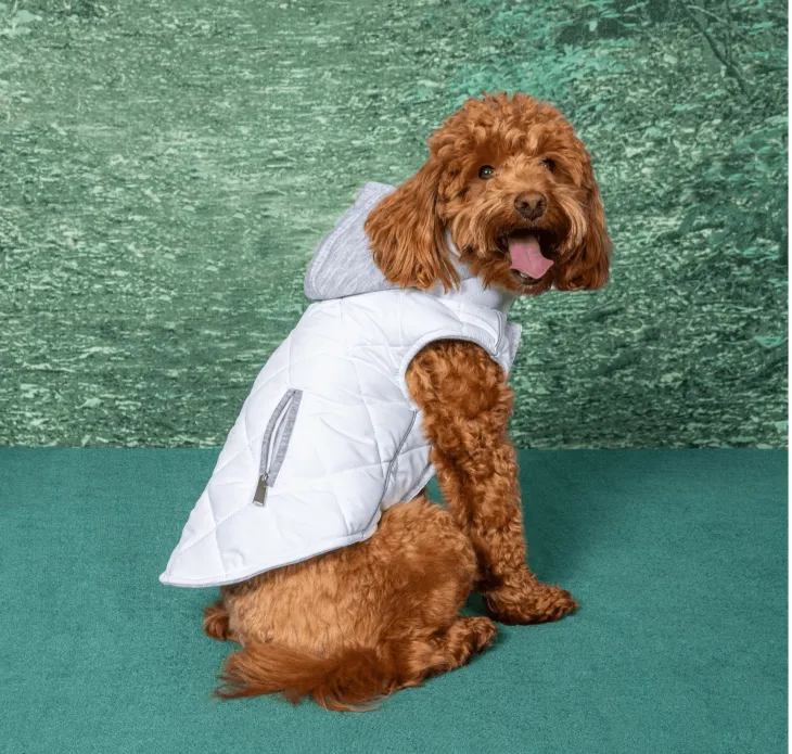 Dexter's Pet Boutique